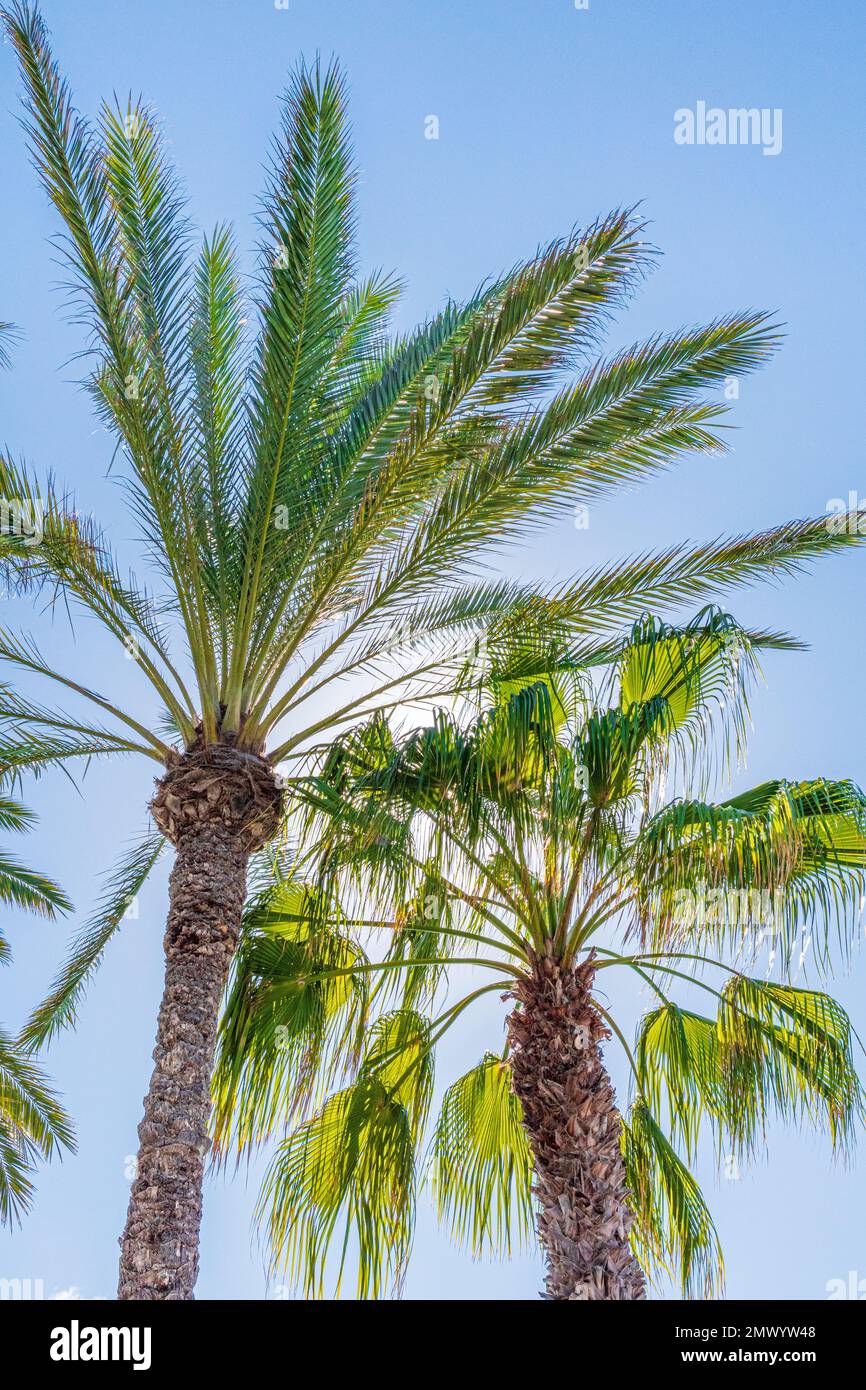 Palmiers rétroéclairés par le soleil sur l'île des Canaries de Fuerteventura, Espagne Banque D'Images