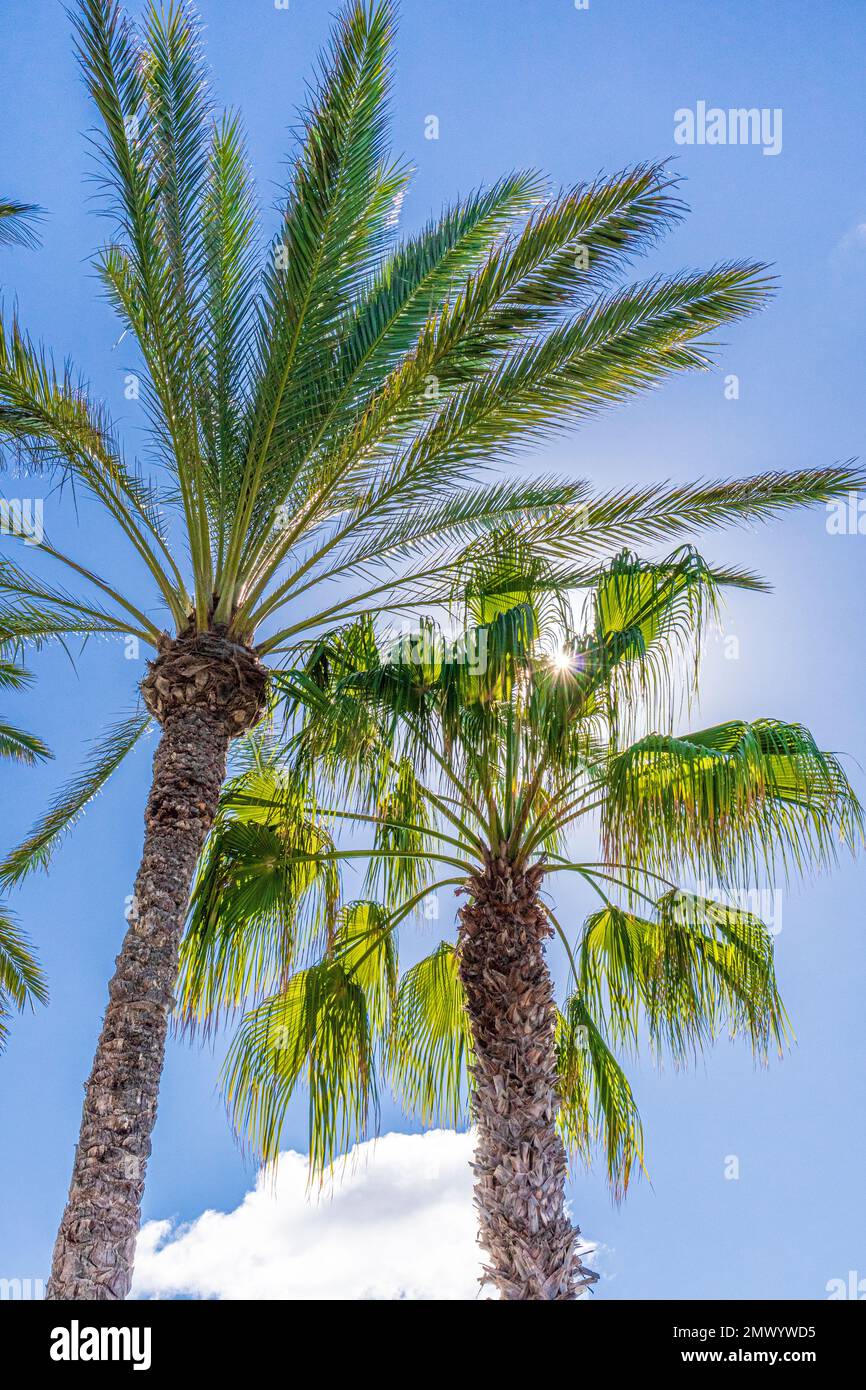 Palmiers rétroéclairés par le soleil sur l'île des Canaries de Fuerteventura, Espagne Banque D'Images