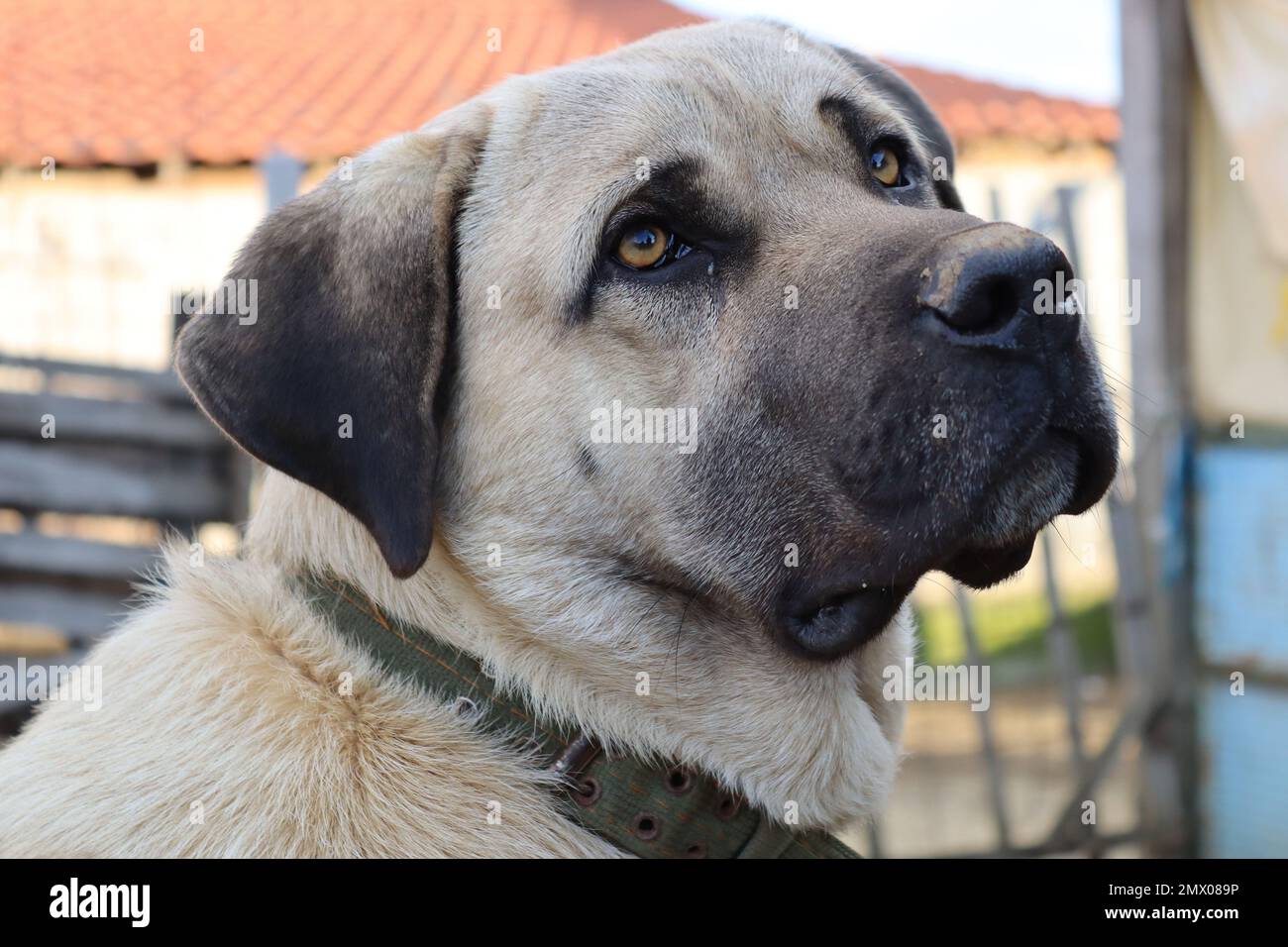 Kangal / chien de berger anatolien / chien turc Banque D'Images