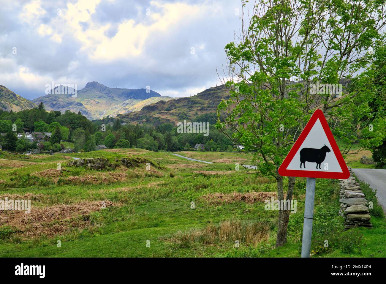 Country Lane avec un jalon et un panneau d'avertissement pour les moutons à Elterwater, Lake District, Cumbria, Angleterre, Royaume-Uni. Langdale Pikes peut être vu au loin Banque D'Images