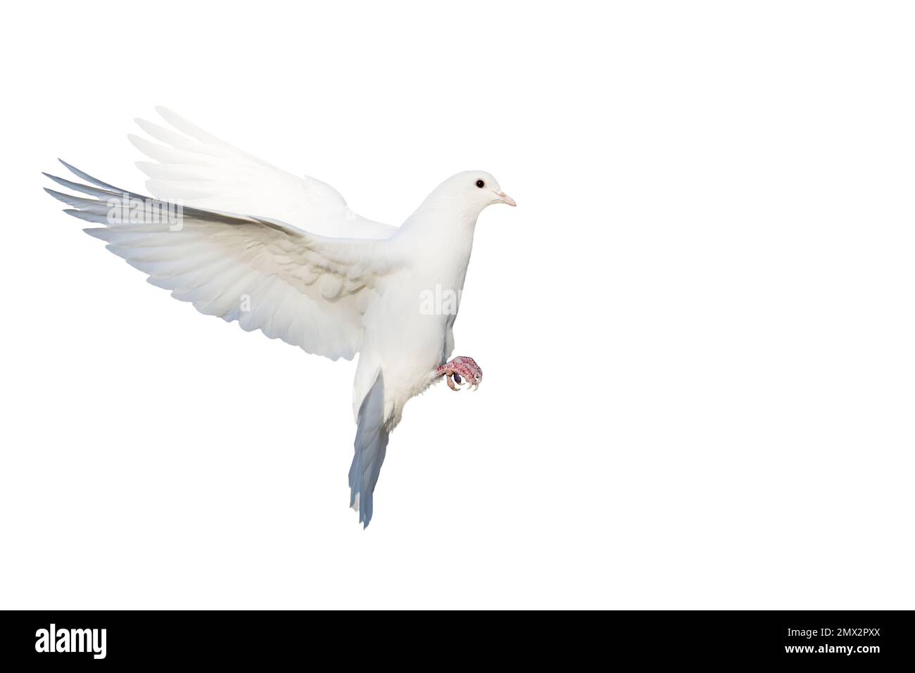 colombe blanche en vol isolée sur fond blanc Banque D'Images