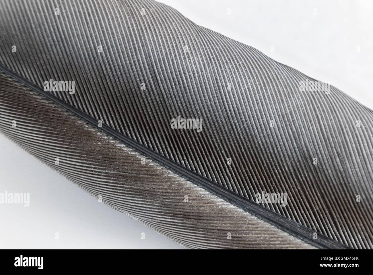Macro de remplissage d'image prise d'une partie de la plume d'un perroquet gris. Grande profondeur de mise au point Banque D'Images