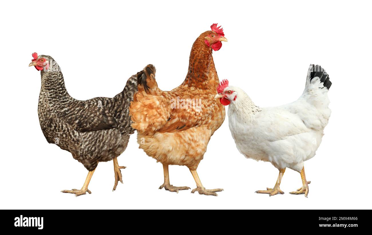 Magnifiques poulets sur fond blanc. Animal domestique Banque D'Images