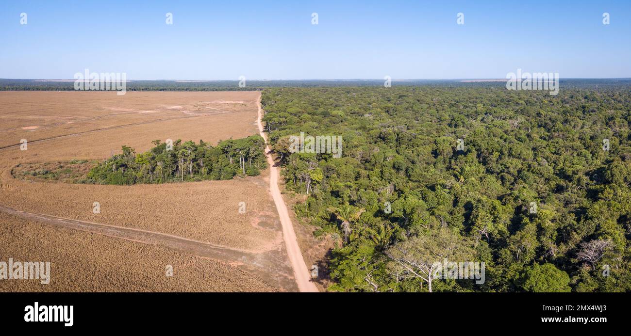 Vue panoramique aérienne par drone de la déforestation illégale de l'amazonie, Mato Grosso, Brésil. Arbres forestiers et terres agricoles. Concept de changement climatique. Banque D'Images