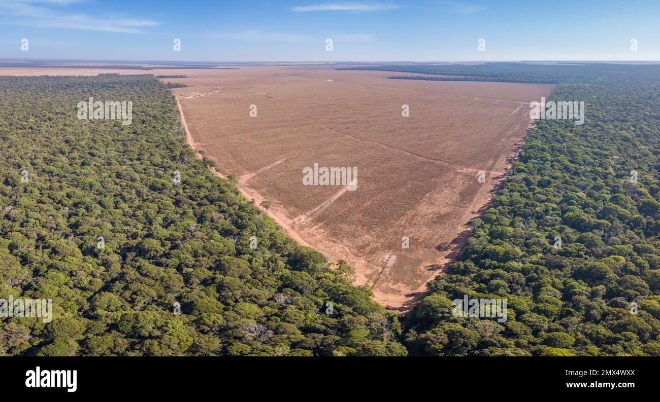 Vue Panoramique A rienne Par Drone De La D forestation Ill gale De L 