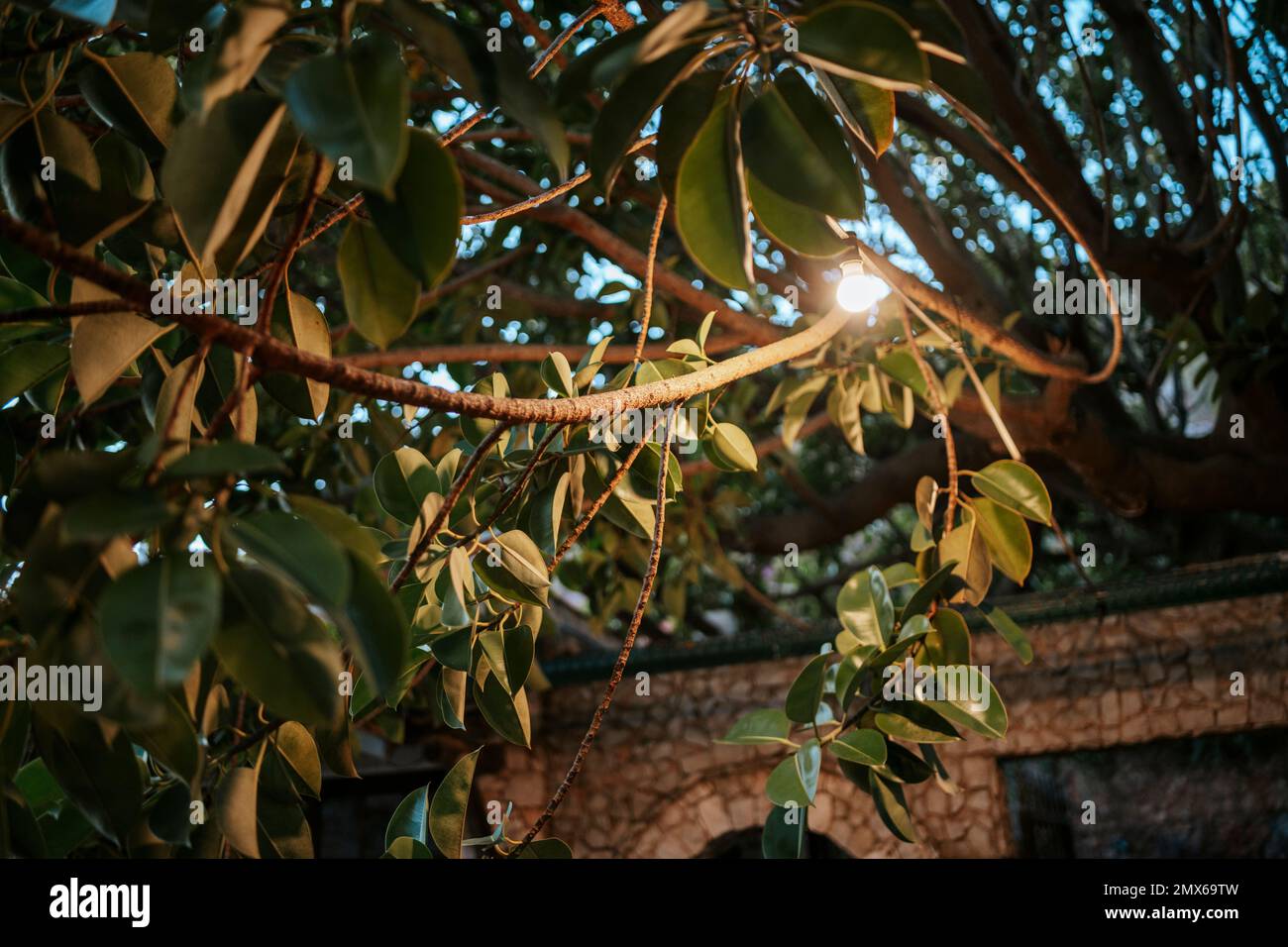 Très joliment décoré, grand arbre de ficus Banque D'Images