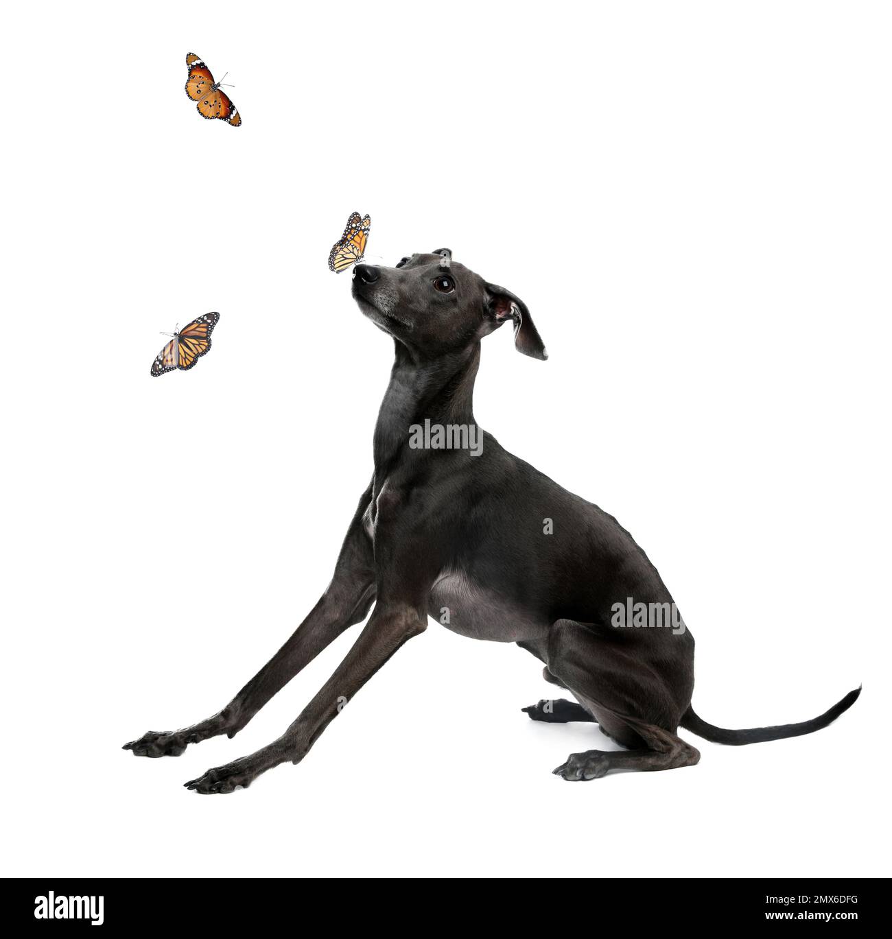 Adorable chien de lévrier italien jouant avec des papillons sur fond blanc Banque D'Images