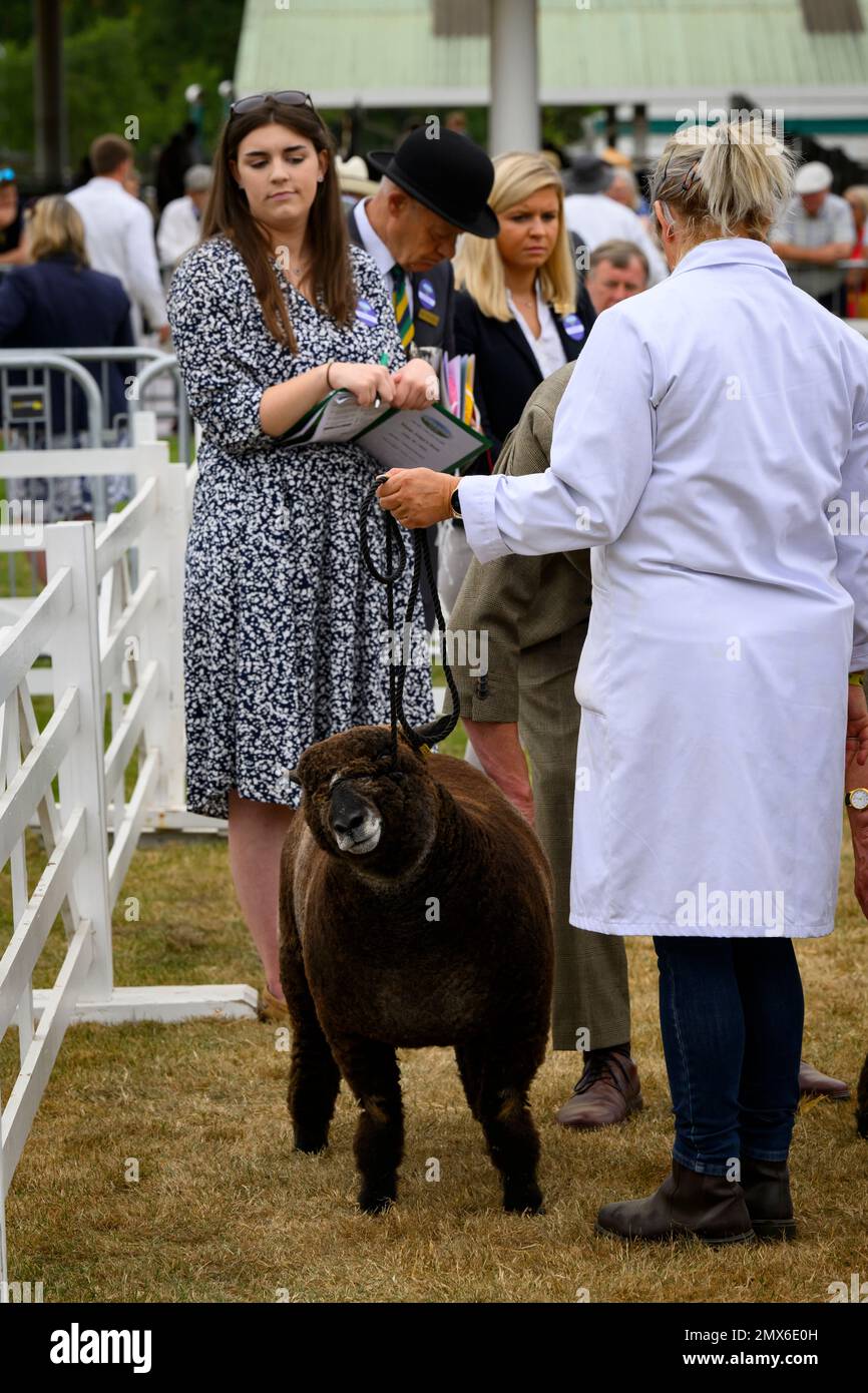 Le mouton Ryeland de couleur (polaire foncée, brebis ou bélier) est accompagné d'un fermier (femme) pour avoir été jugé par des officiels - Great Yorkshire Show, Harrogate, Angleterre, Royaume-Uni. Banque D'Images