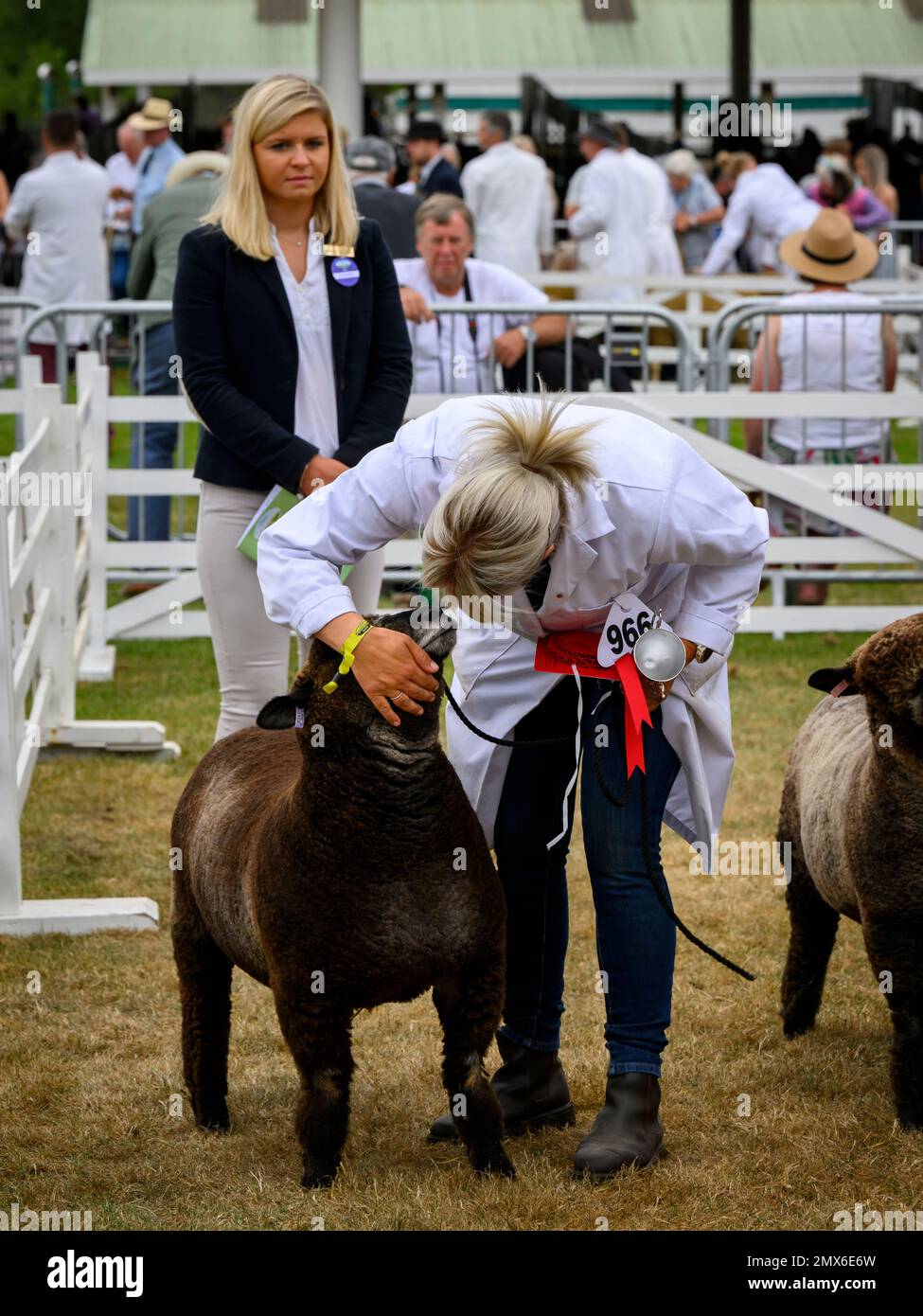 Pedigree Ryeland Sheep (gagnant du prix de la compétition, coupe d'argent, rosette rouge) - Great Yorkshire show Ground, Harrogate, Angleterre, Royaume-Uni. Banque D'Images