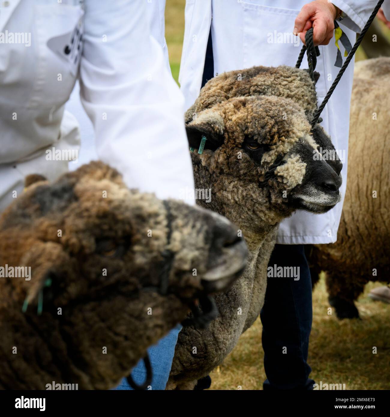 Gros plan sur les moutons Ryeland de couleur différente (polaires bruns, harnais) et les agriculteurs en ligne pour le jugement - Great Yorkshire show Ground, Harrogate England, Royaume-Uni. Banque D'Images