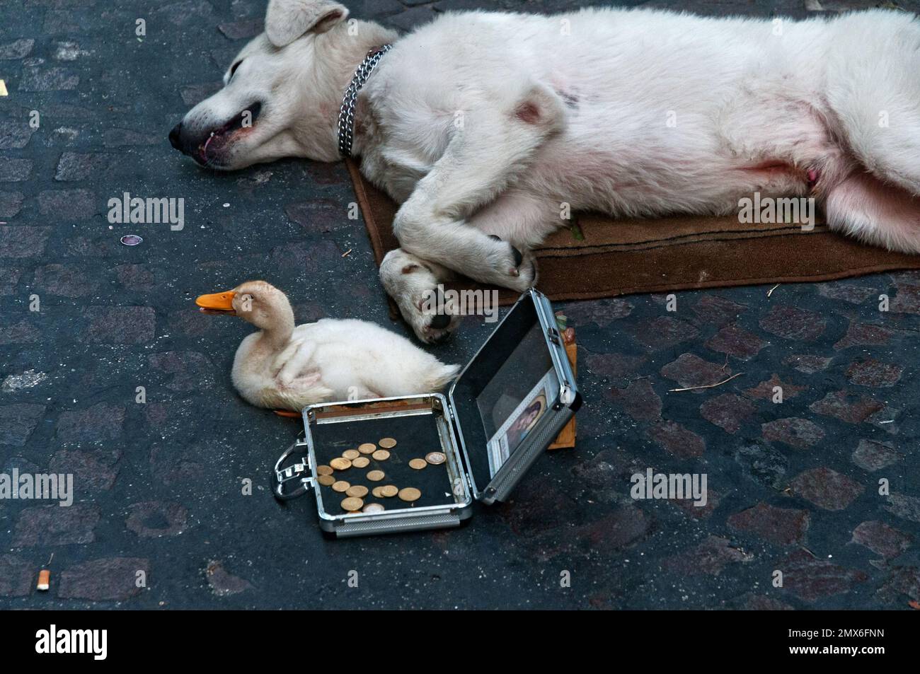 Un chien allongé sur un tapis à côté d'un canard blanc d'animal de compagnie. Il y a une boîte ouverte contenant des pièces de monnaie sur le plancher pour les contributions. Banque D'Images