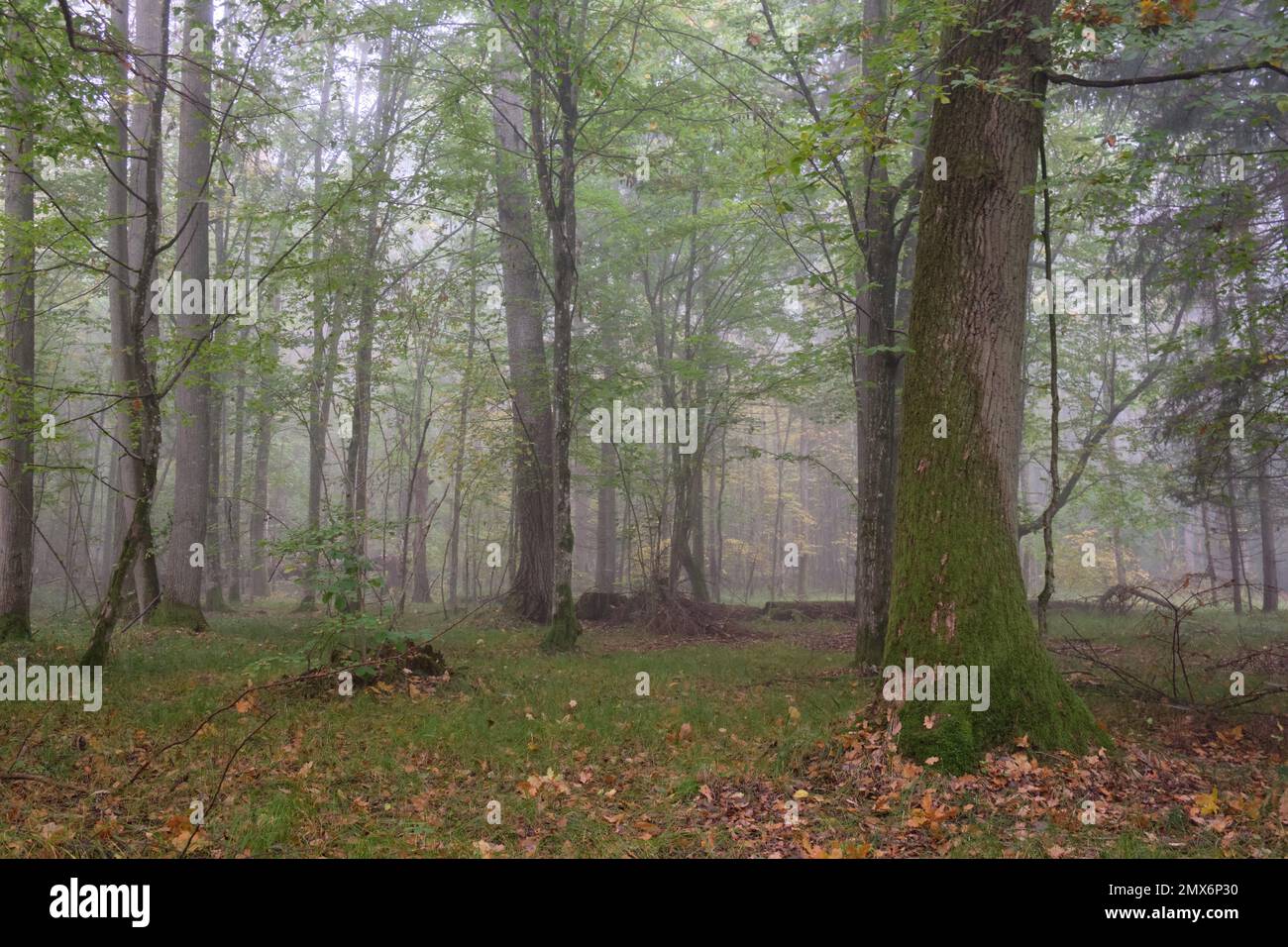 Matin brumeux d'automne en forêt naturelle, forêt de Bialowieza, Pologne, l'Europe. Banque D'Images