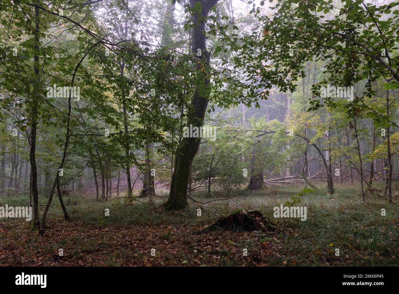 Matin brumeux d'automne en forêt naturelle, forêt de Bialowieza, Pologne, l'Europe. Banque D'Images
