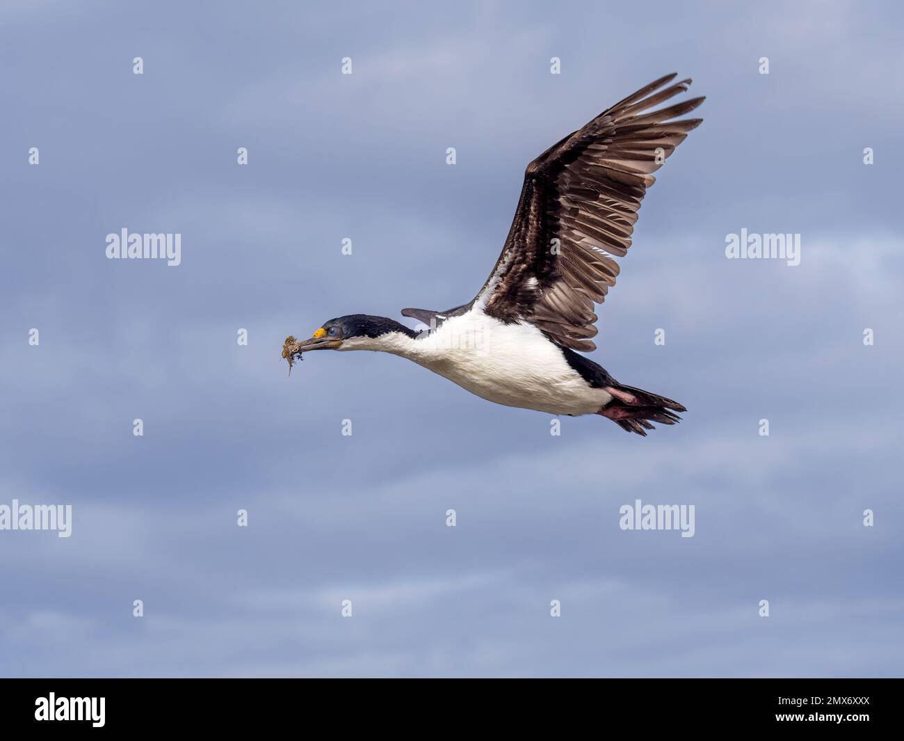 Colonie impériale de cormorans sur l'île de la carcasse dans les Malouines Banque D'Images