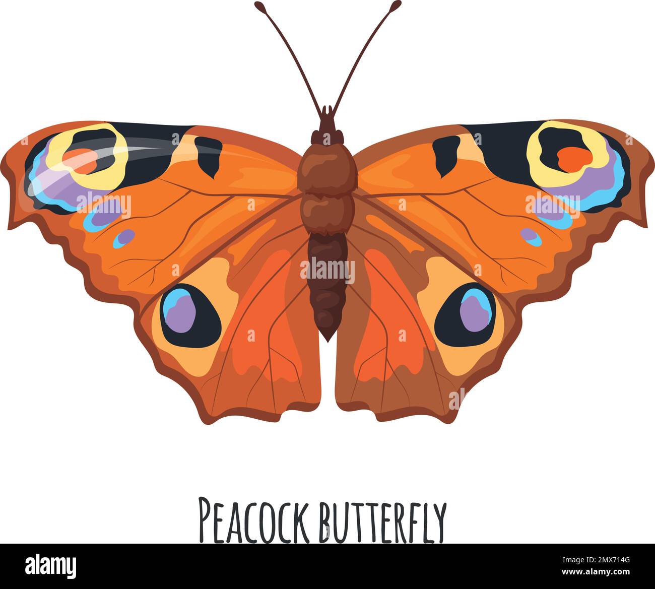 Papillon de paon. Papillon coloré. Insecte estival aillé isolé sur fond blanc Illustration de Vecteur