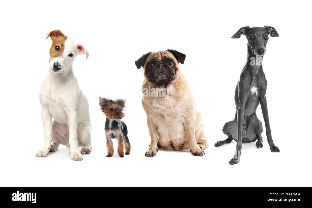 Groupe de chiens différents sur fond blanc Banque D'Images