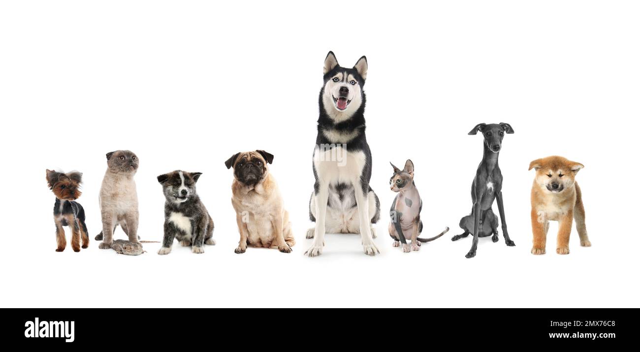 Groupe d'animaux de compagnie différents sur fond blanc. Bannière Banque D'Images