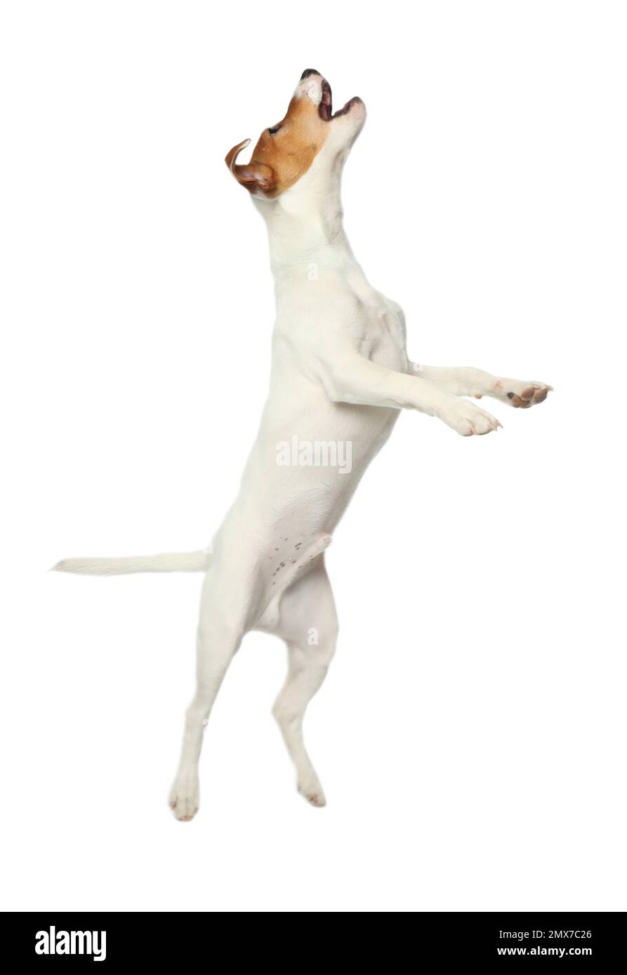 Joli Jack Russel Terrier sur fond blanc. Chien charmant Banque D'Images