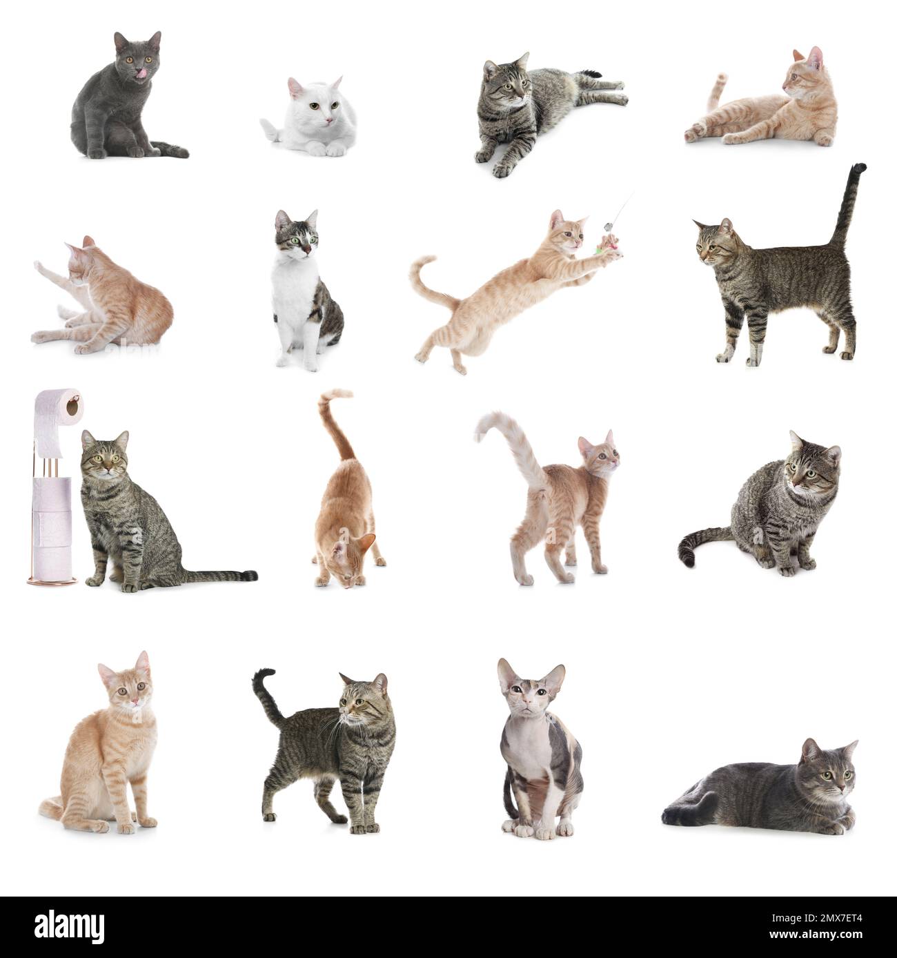 Collage de chats magnifiques sur fond blanc. Animal de compagnie charmant Banque D'Images