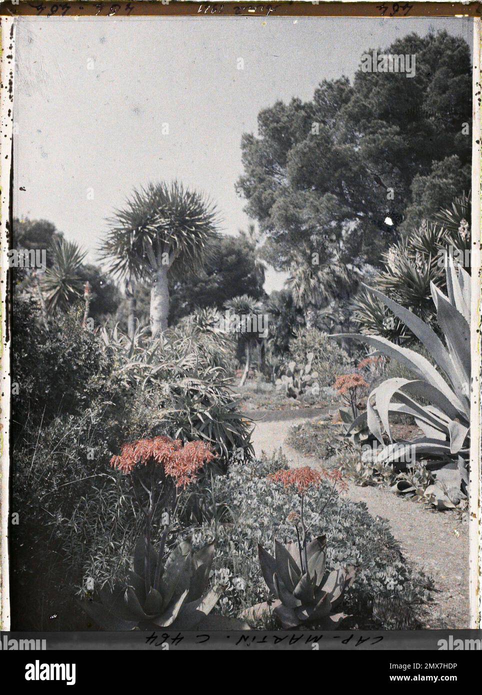 Cap Martin , France , 1921 Cap Martin, Italie, Cap Martin - Auguste Léon (fév. -Avril) Banque D'Images