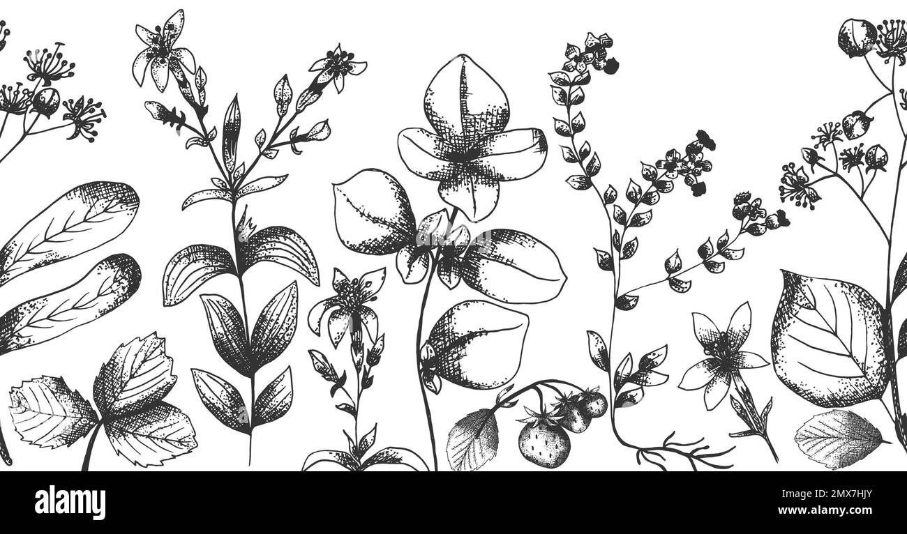 Bordure sans couture graphique, bannière d'herbes et branches. Dessin de ligne de cadre de fleurs sauvages clipart. Illustration florale pour cartes de vœux, invita de mariage Banque D'Images