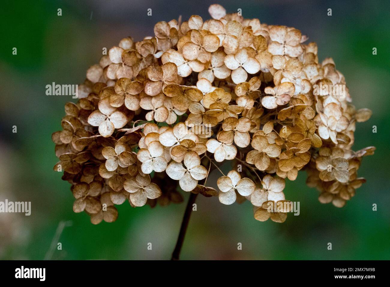 Hortensia, Deadhead, séché, Fleur, hortensia à gros feuillus, hortensia française, graines, hortensia macrophylla, gros plan Banque D'Images