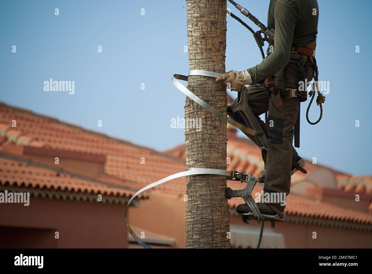 Homme au travail, sécurité et danger au travail, travail en hauteur. Jardinier en harnais grimpant sur un palmier pour couper des branches mortes dans une garde côtière tropicale Banque D'Images