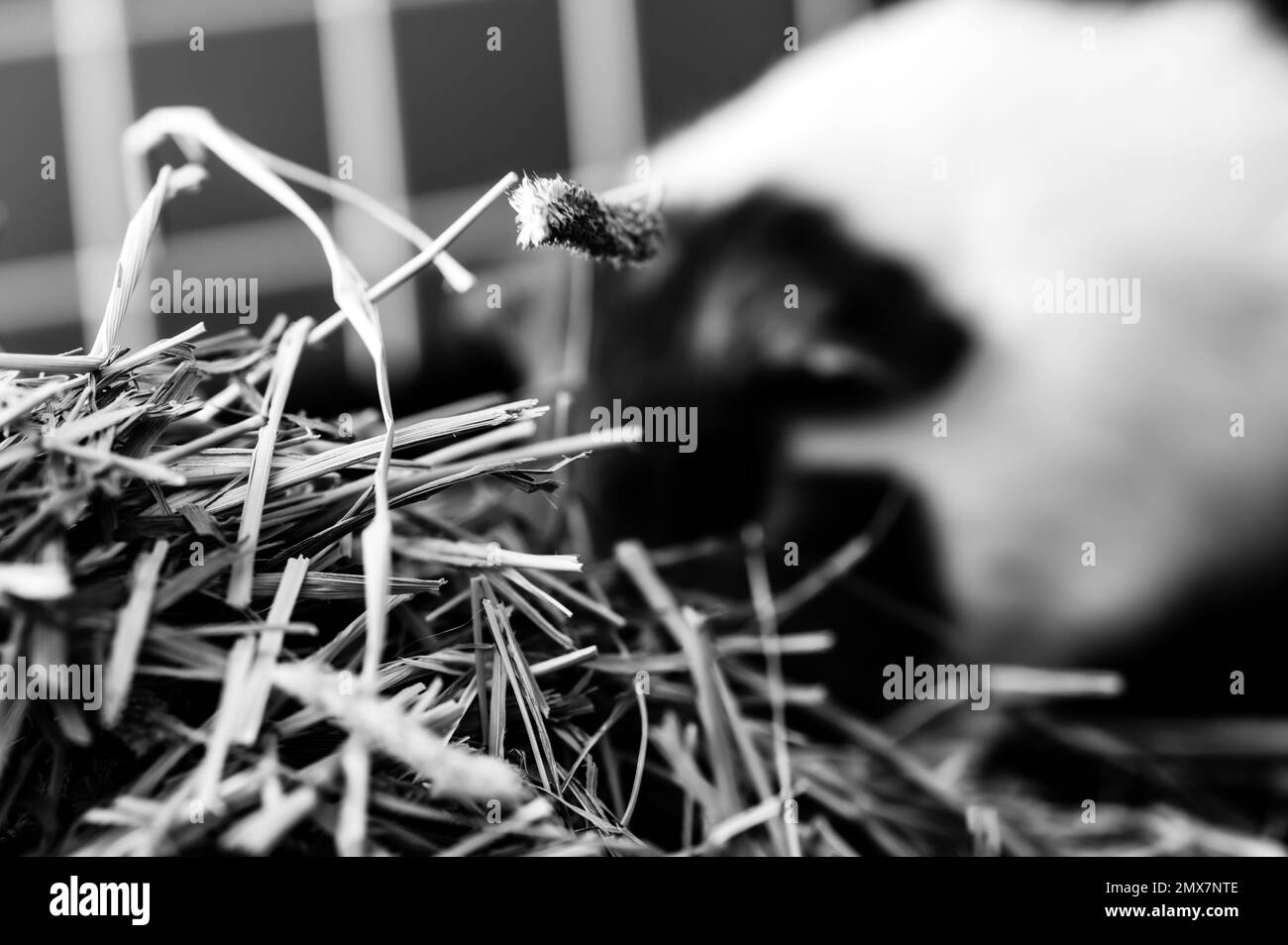 Timothy foin pile dans une cage avec un cobaye flou manger en arrière-plan. Banque D'Images