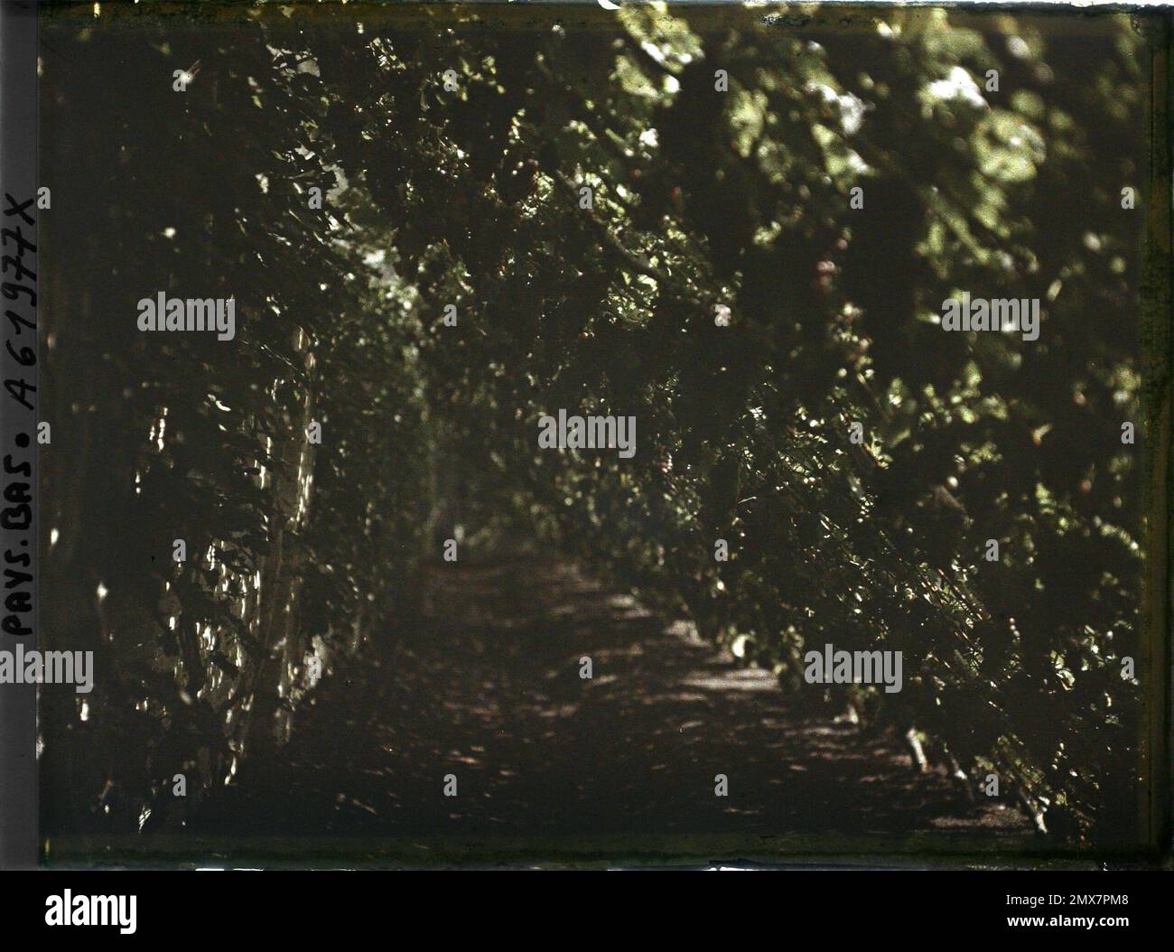 La Haye, pays-Bas l'entrée du jardin de M. Loudon (vignes ?) , 1929 - pays-Bas - Stéphane Passet - (17-31 août) Banque D'Images