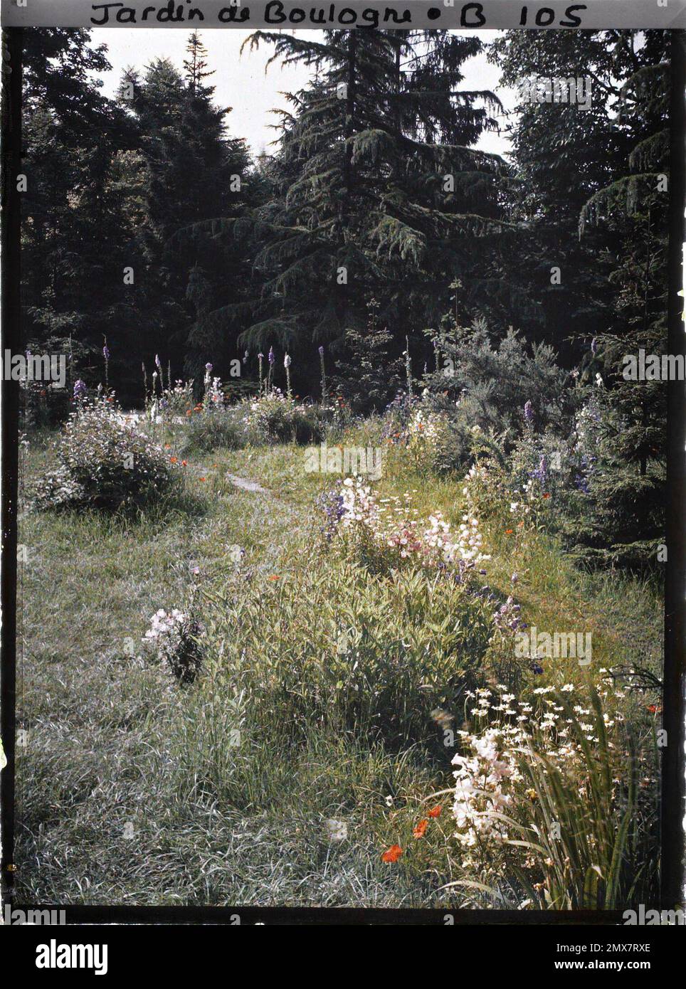 Propriété d'Albert Kahn, Boulogne, France la Prairie en fleurs au coeur de la forêt dorée , Banque D'Images