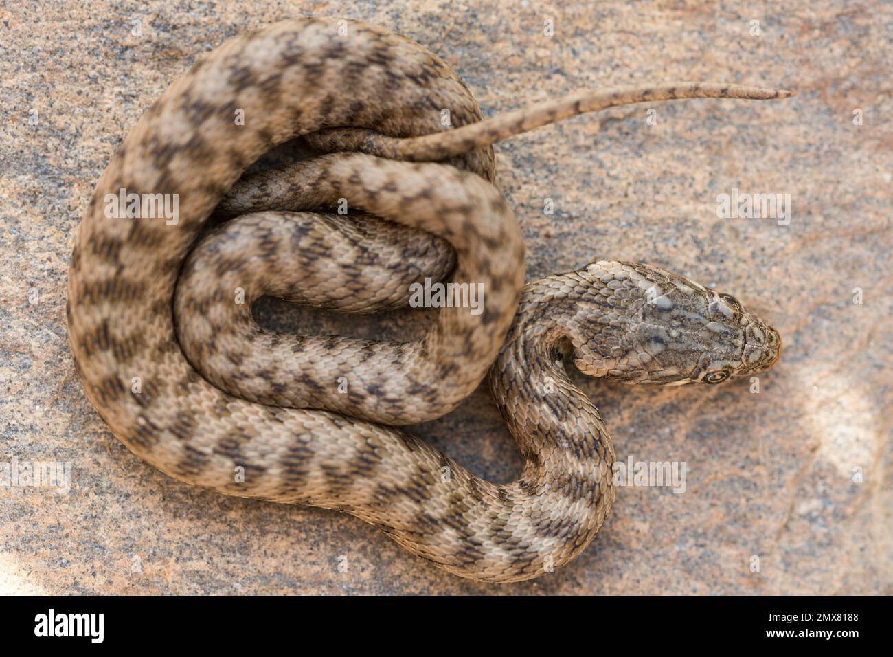 Natrix sauvage maura serpent avec écailles de camouflage glissant sur la pierre Banque D'Images