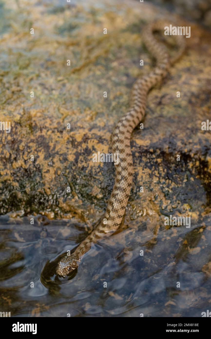De dessus natrix sauvage serpent maura avec écailles de camouflage glissant sur des pierres près de la rivière Banque D'Images