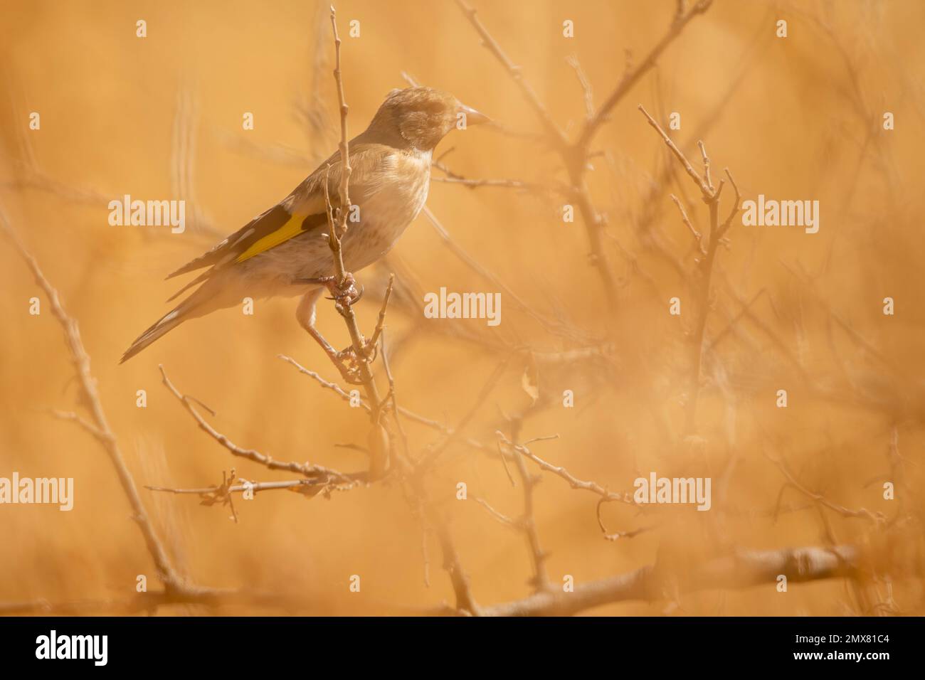 Vue latérale de l'adorable petit égoleux situé sur une fine branche d'arbre sans feuilles dans la forêt Banque D'Images