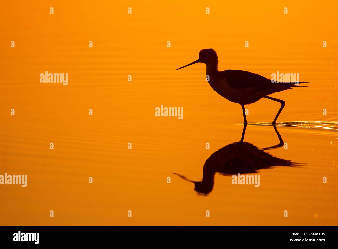 Silhouette d'oiseau de Recurvirostra avosetta se reflétant dans l'eau sur fond orange au coucher du soleil Banque D'Images