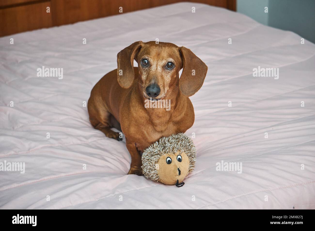 Adorable chien brun de Dachshund couché sur un jouet regardant l'appareil photo Banque D'Images