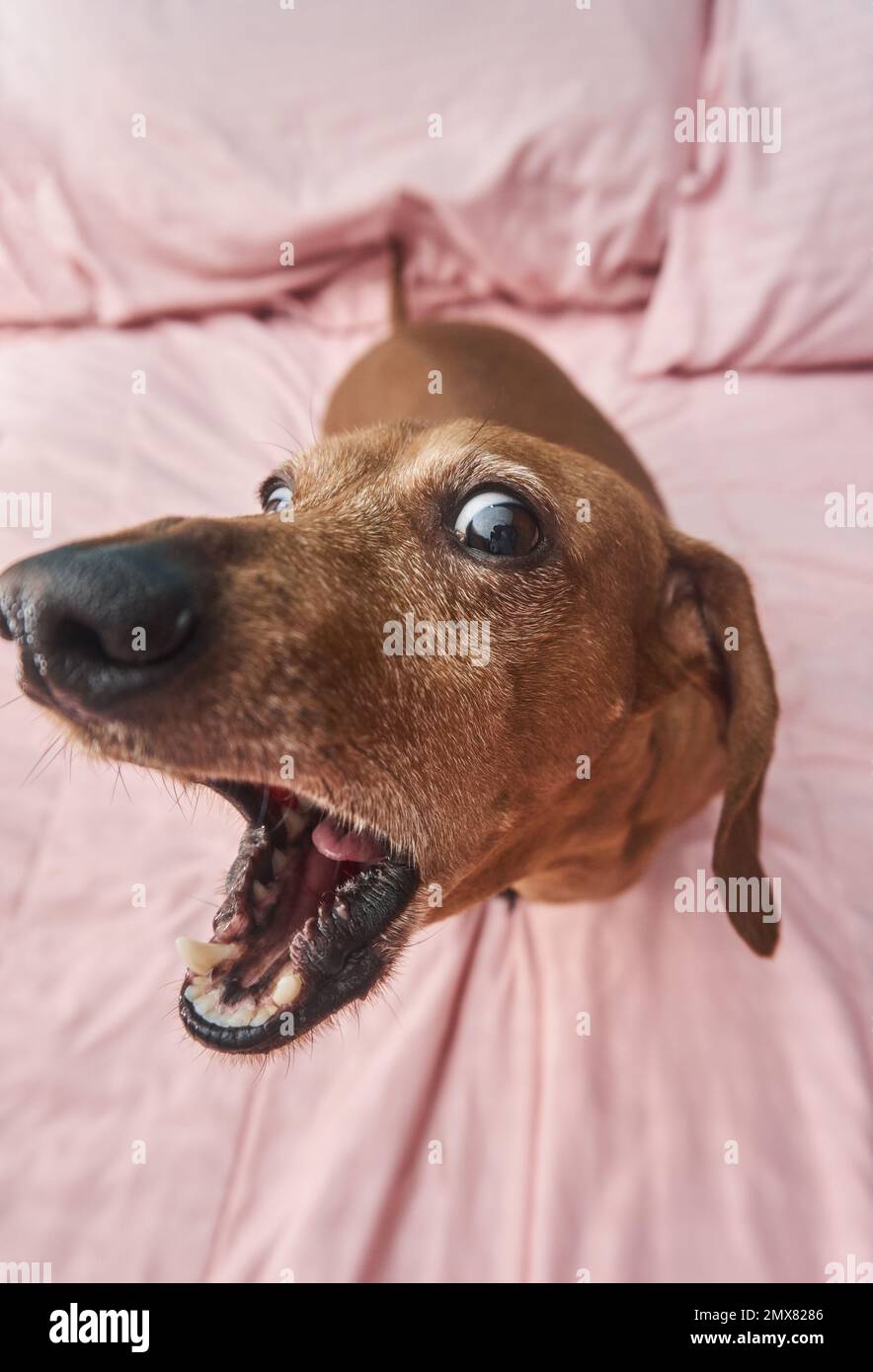 Grand angle de la maison silly Dachshund chien ouverture bouche aboyant avoir plaisir à se tromper autour sur couverture rose Banque D'Images
