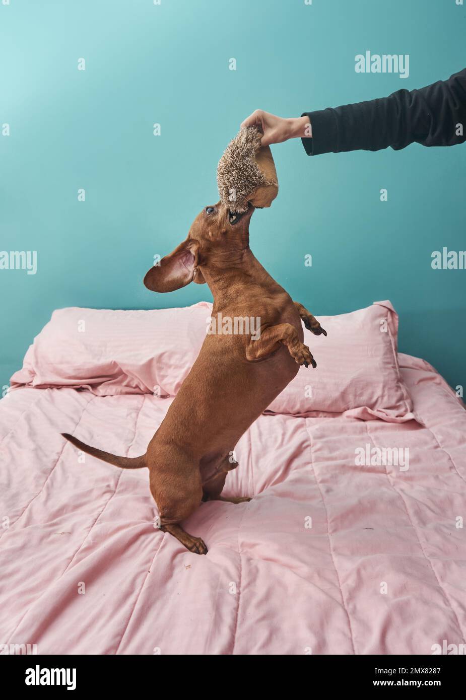 Petite femme propriétaire non reconnaissable sur le lit jouant avec le chien brun de Dachshund avec le jouet Banque D'Images