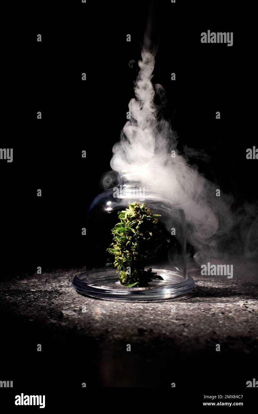 Bourgeon de plante de cannabis pot en verre transparent entouré de fumée blanche sur fond noir dans la pièce sombre Banque D'Images