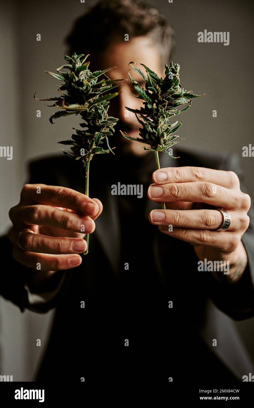 Mise au point douce d'un homme en costume noir montrant des plants de marijuana à la caméra tout en se tenant contre le mur gris Banque D'Images