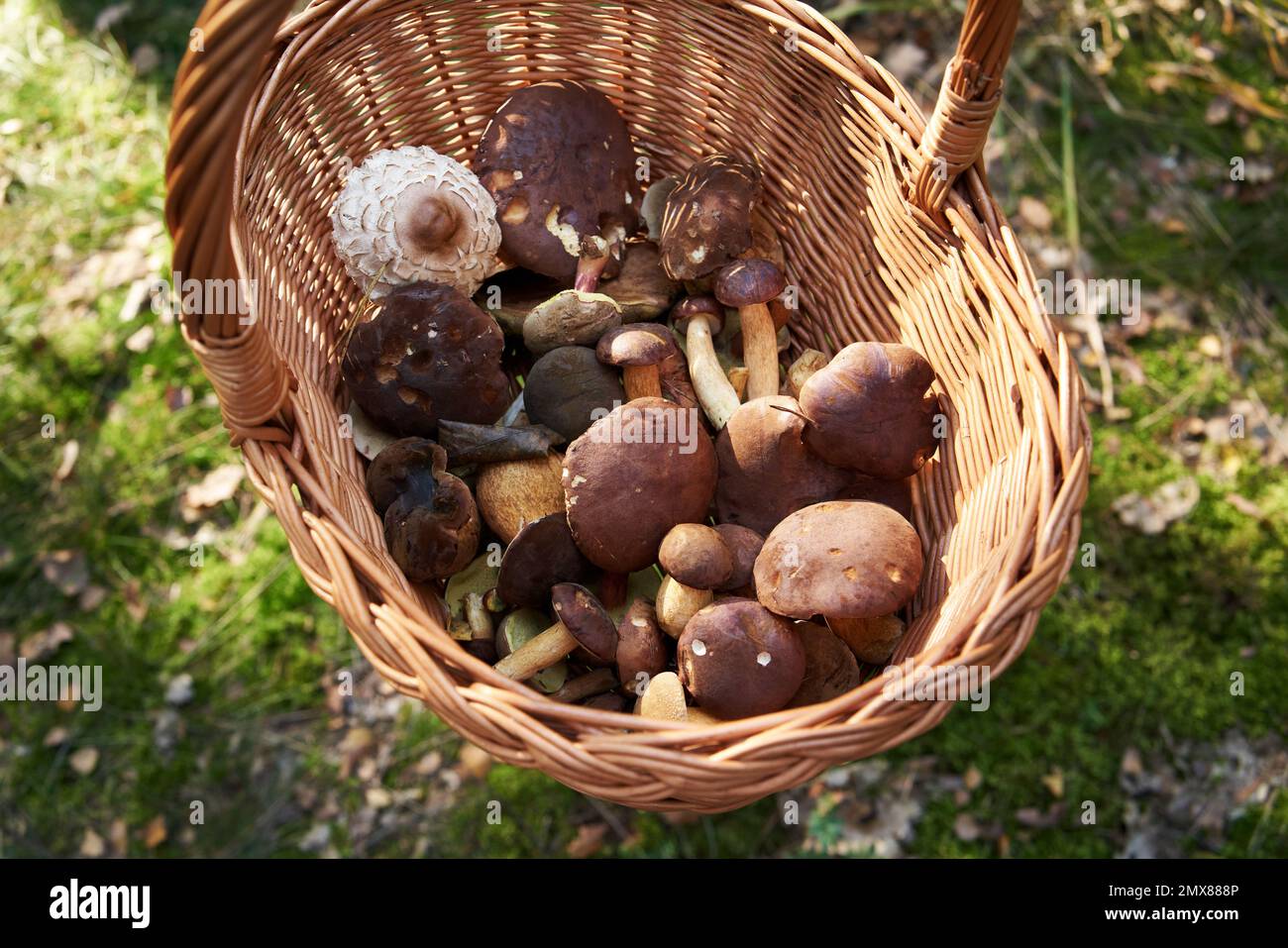 Panier en osier avec champignons sauvages comestibles frais dans la forêt Banque D'Images