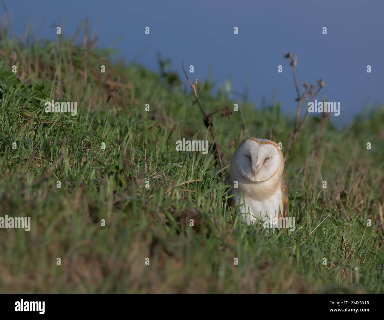 Barn Owl Tyto alba chasse aux campagnols sur une banque herbeuse en plein soleil. Banque D'Images