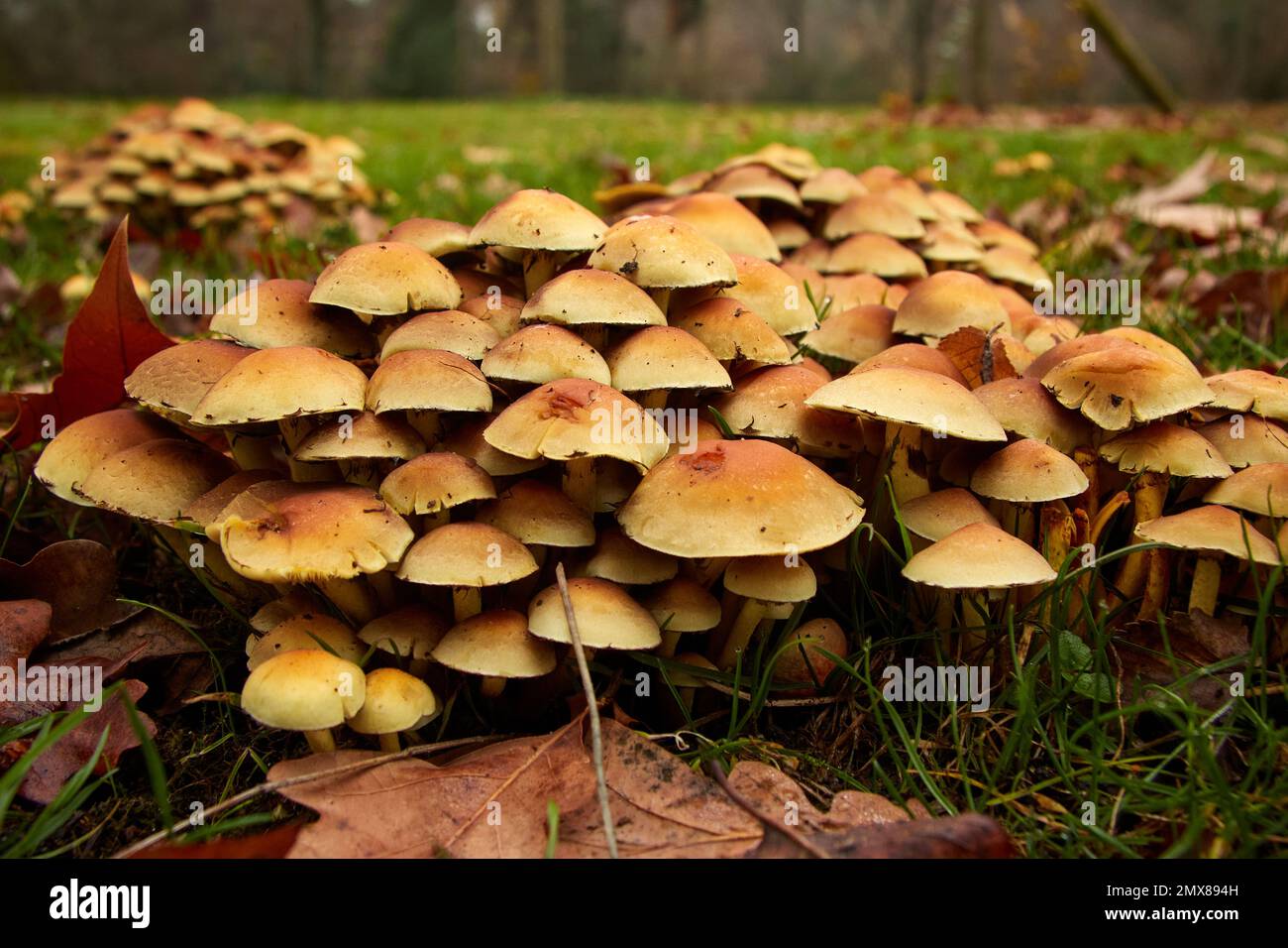 Groupe de petits champignons orange poussant sur l'herbe. Mise au point sélective. CopySpace. Banque D'Images