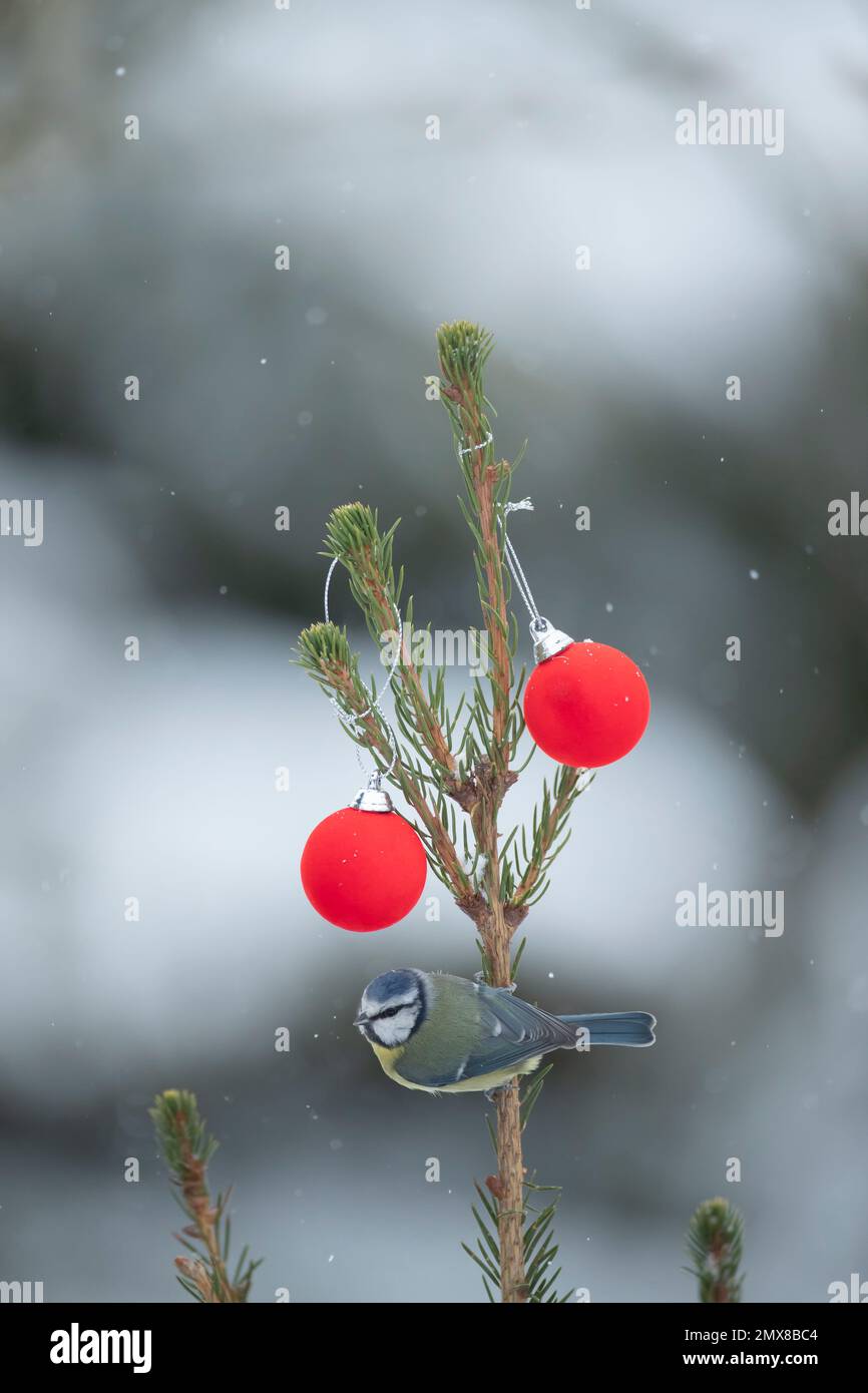 Cyanistes bleu Caeruleus oiseau adulte sur un arbre de Noël dépoli, Suffolk, Angleterre, Royaume-Uni, Banque D'Images