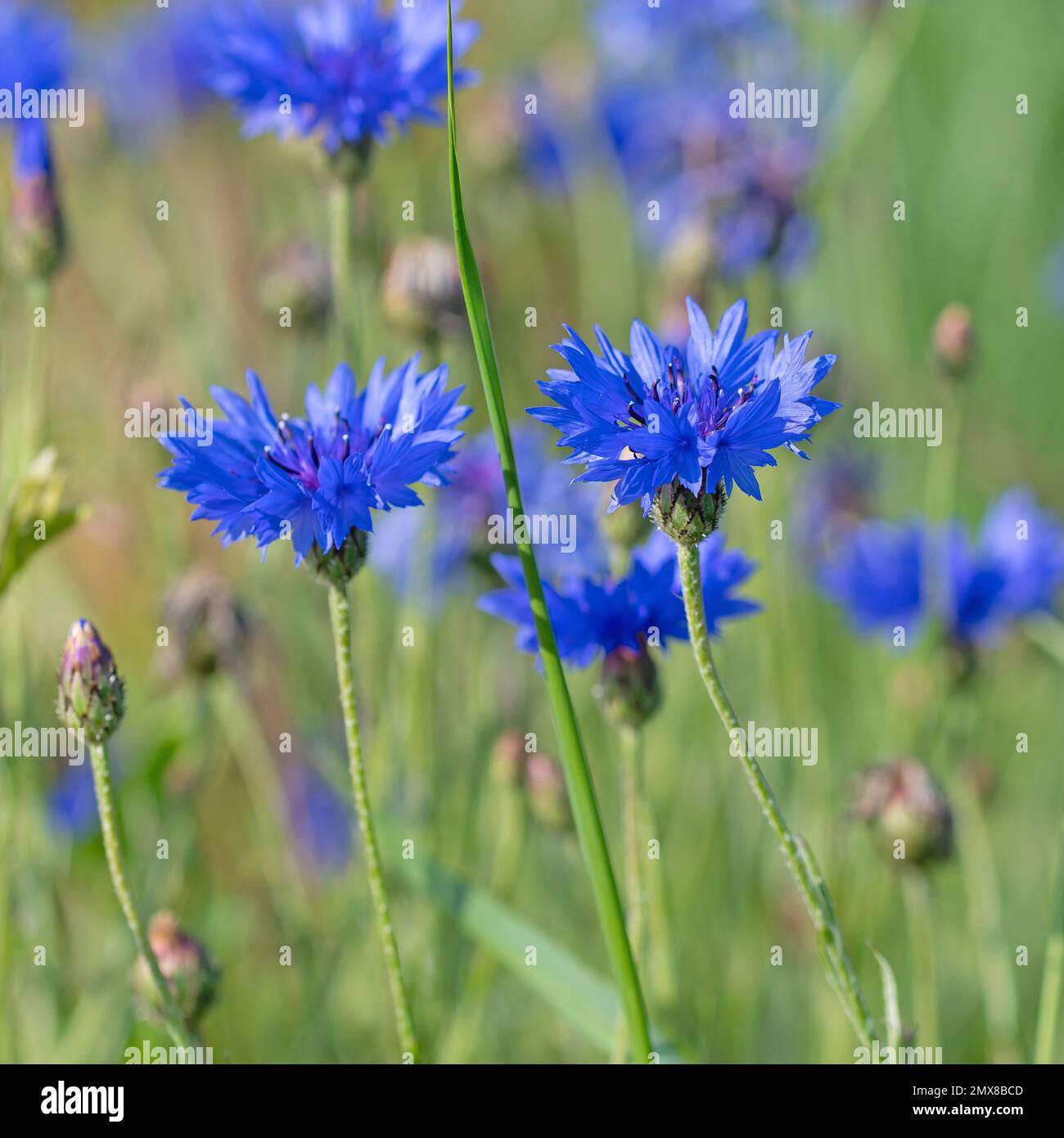 Fleurs de maïs, Cyanus segetum, gros plan Banque D'Images