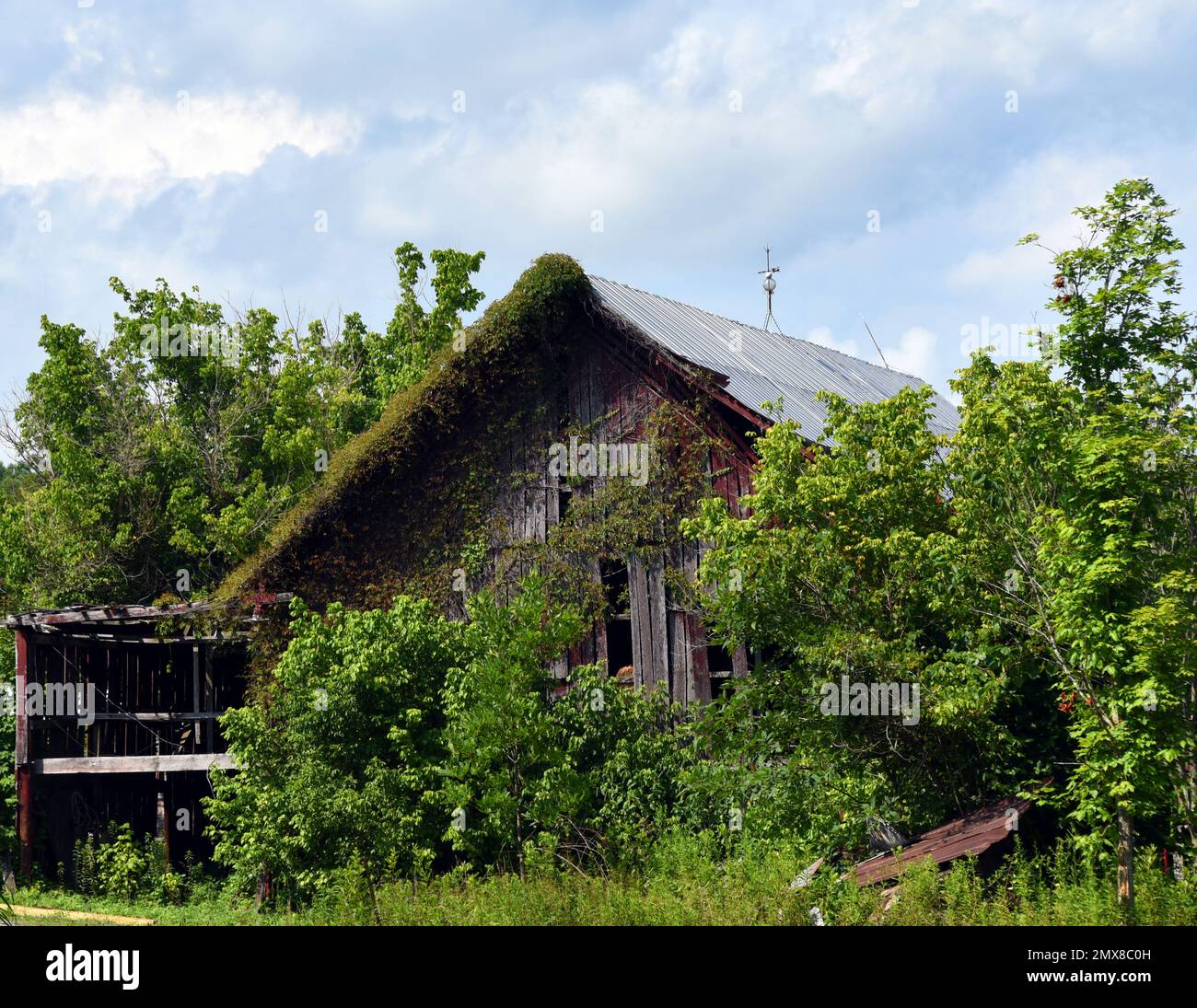 La grange rouge en bois est presque couverte de vignes et de surcroissance. Le toit est en étain avec une petite girouette sur le dessus. Banque D'Images