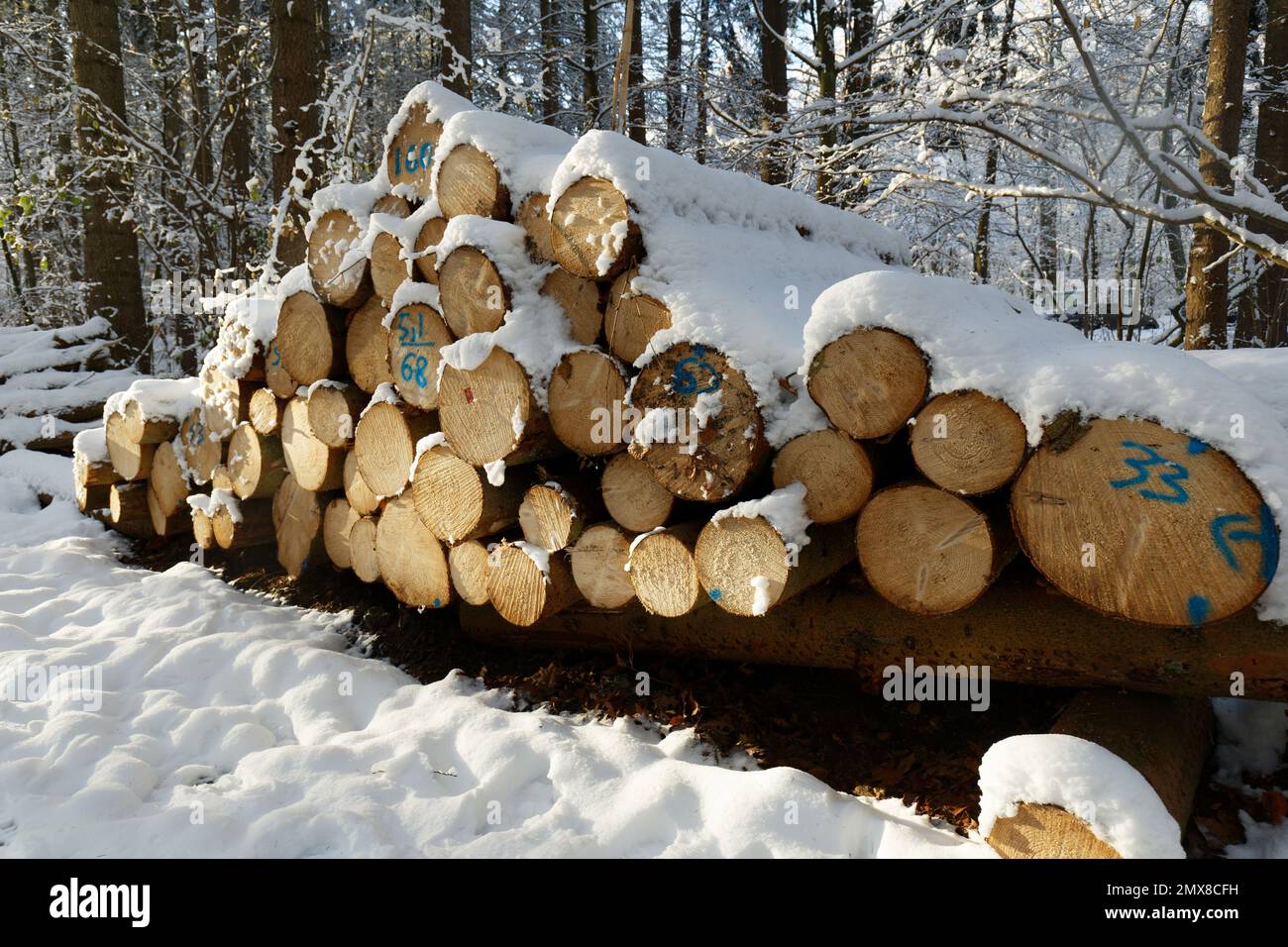 Arbres abattus empilés dans la forêt. Coupe transversale de troncs d'arbre, arrière-plan en bois. Bois de sciage industrie du bois Banque D'Images