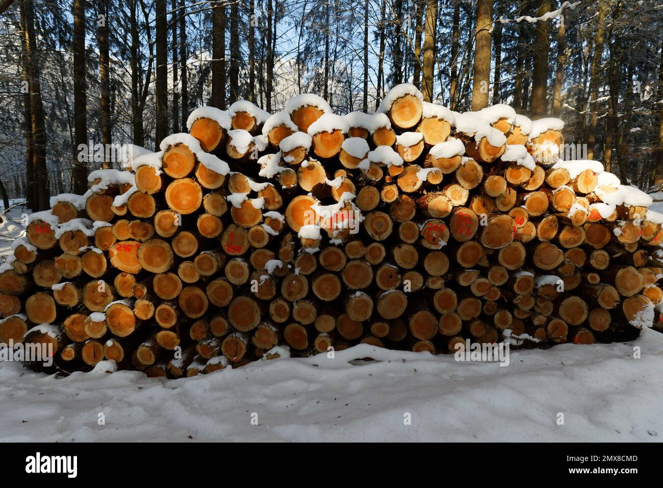 Arbres abattus empilés dans la forêt. Coupe transversale de troncs d'arbre, arrière-plan en bois. Bois de sciage industrie du bois Banque D'Images