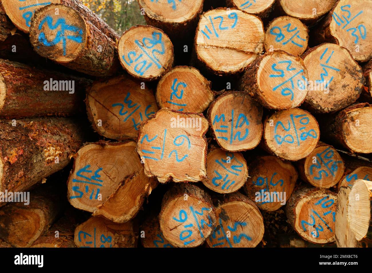 Arbres abattus empilés dans la forêt. Coupe transversale de troncs d'arbre, arrière-plan en bois. Bois de sciage industrie du bois Banque D'Images