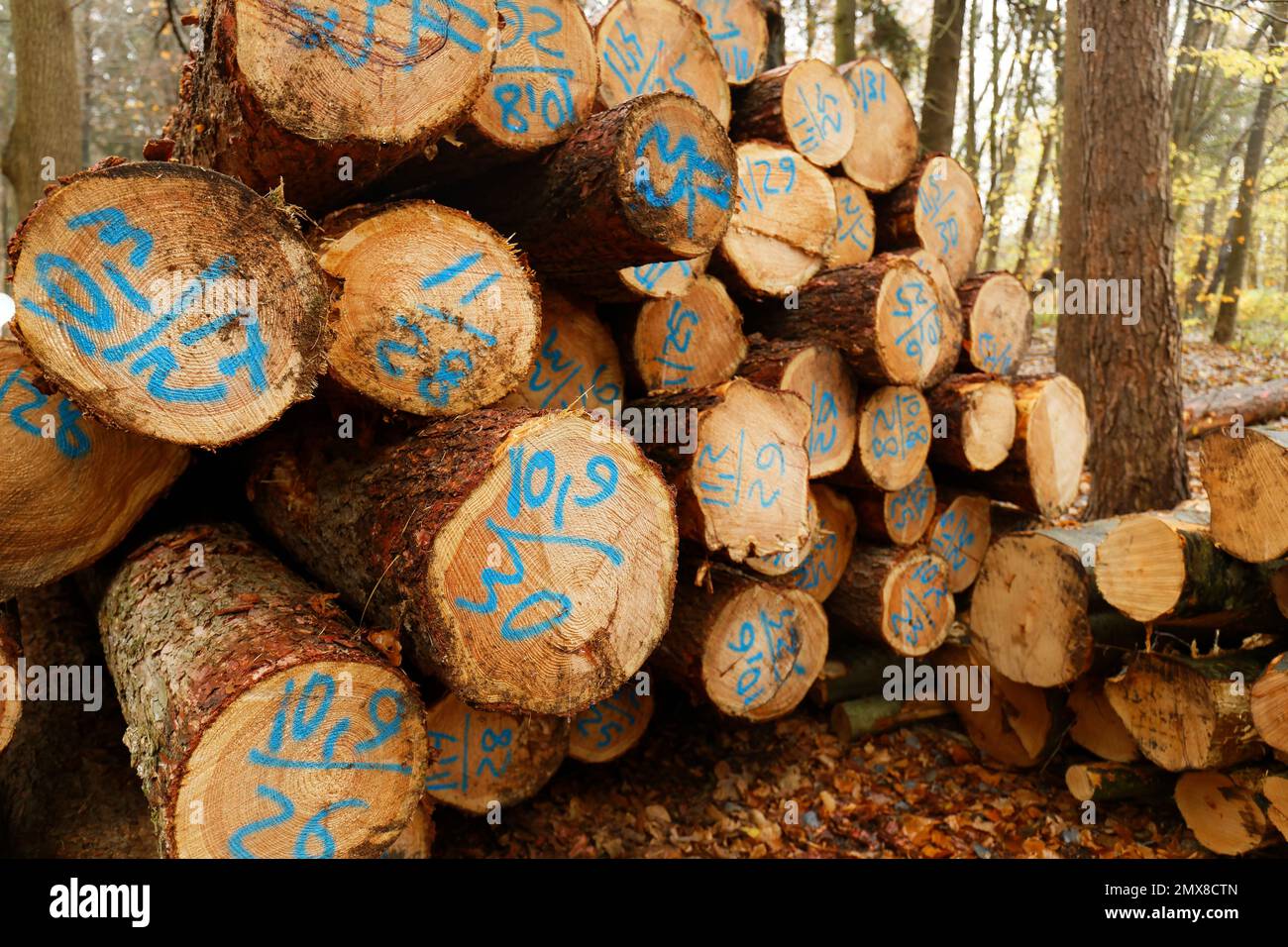 Arbres abattus empilés dans la forêt. Coupe transversale de troncs d'arbre, arrière-plan en bois. Bois de sciage industrie du bois Banque D'Images
