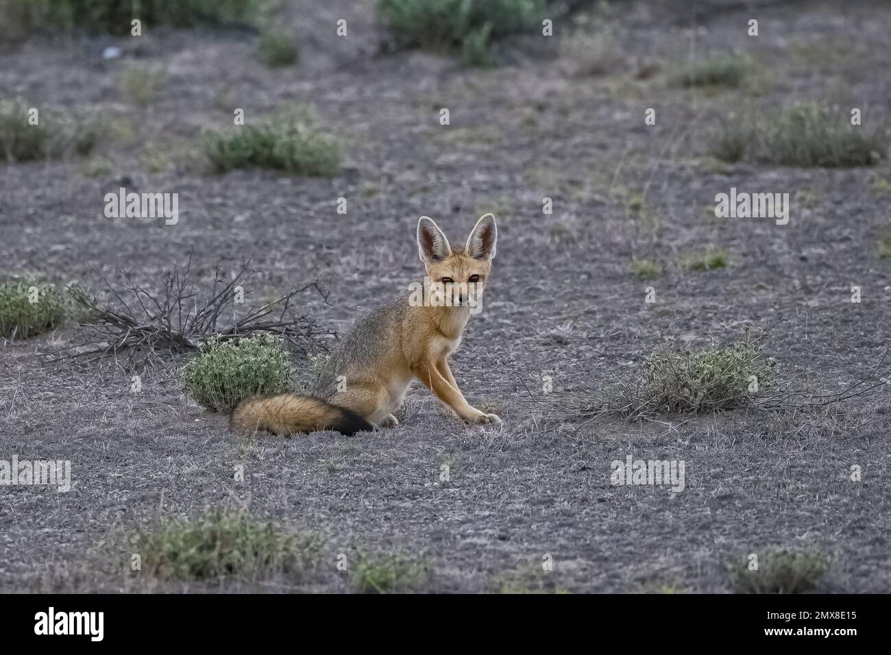 Renard du Cap dans la brousse, Vulpes chama, Namibie en Afrique Banque D'Images